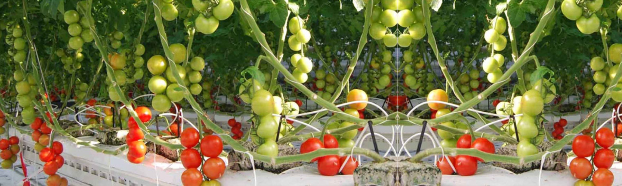 growbag