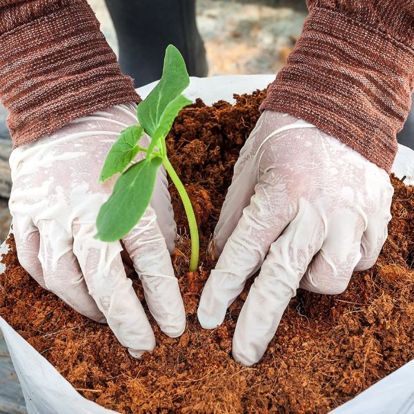 cocopeat