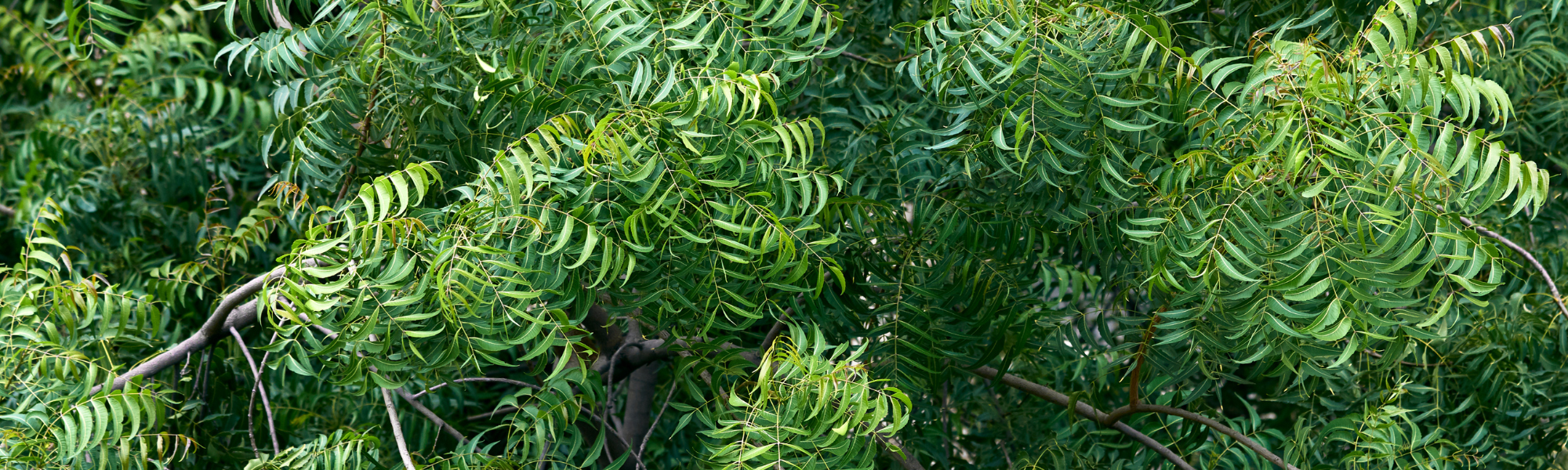 neem oil