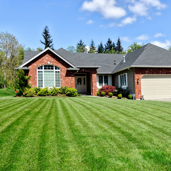 lawn