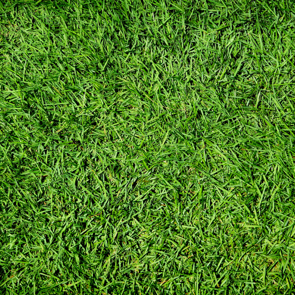 lawn